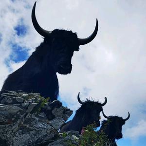 “牦得很”牦牛肉干头像