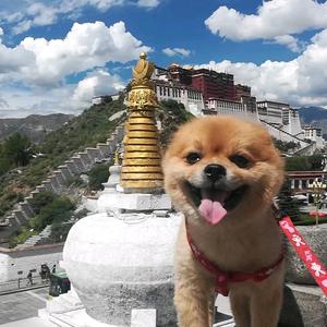 马头琴头像