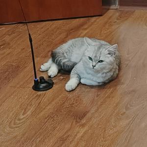 诚实可靠小郎君头像