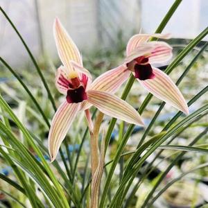 💞ꦿˇ錯把敷衍꧔ꦿ᭄當承諾꧔ꦿ᭄⁵²º头像