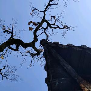 风雨送春归头像