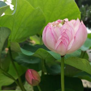 鱼儿笑咪咪头像