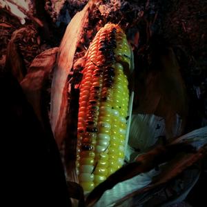 懒人爱煲汤头像