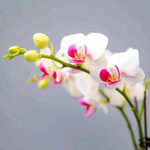 艾美：爱生活爱自己头像