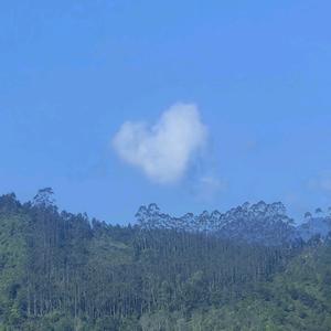 Flowers all the way头像