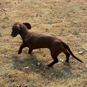 怕光的扁头狗🐶头像