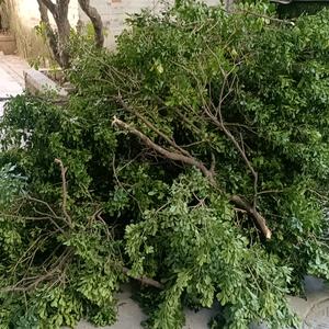 快乐的小鸟头像