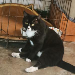 与流浪猫同行的日子头像