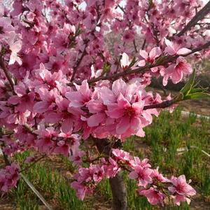 屋大维妮雅丝头像