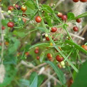 京城奋斗蜂窝蝉蜕.桑螵蛸头像