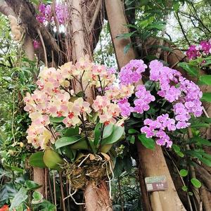 连城.芷溪荣华管弦乐队-黄华生头像