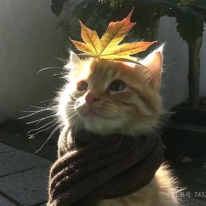 酸奶不吃鱼🐟头像