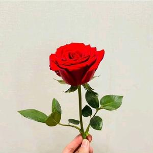 糖醋鱼ˣᶻ¹⁰⁰⁵头像