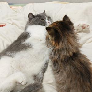 豆豆喵喵喵头像