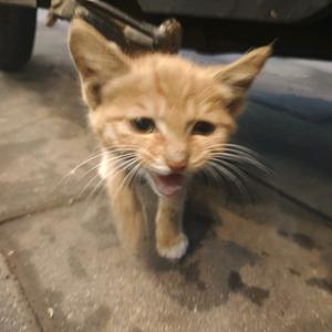 俺是哈基维头像