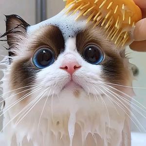 峨眉上门喂猫头像