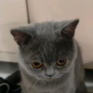 邪恶的南瓜派头像