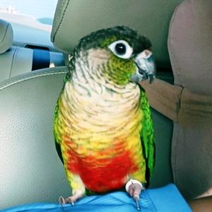 🇨🇳華🚴🏼‍♂️🦜头像