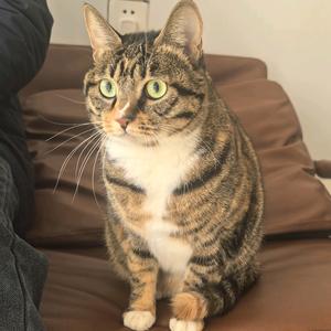 酷酷猫狗达人头像