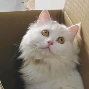 鹿和mi的日常头像