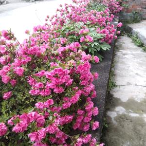 美丽的彩虹。🌈🌈🌄🌅头像