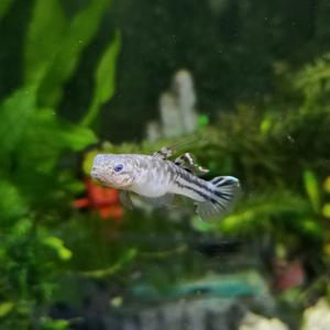 世界是平的9527头像