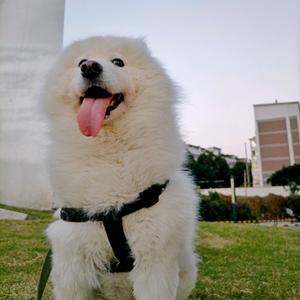 皮皮大美妞头像