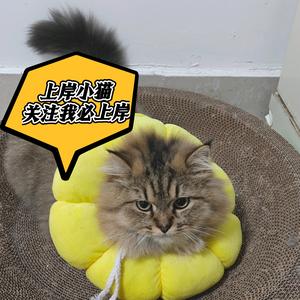 鼎成公考萌萌老师头像