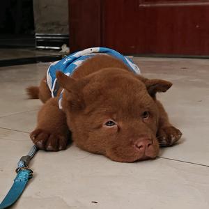 哆米成长日记头像