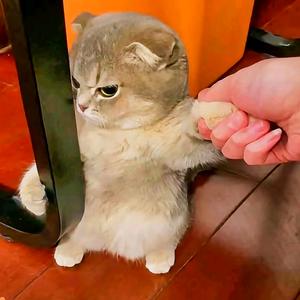 不和蠢人产生争执头像