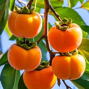 @桂《拒绝私聊》头像