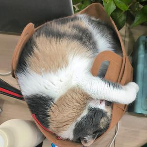 干不成跨境就回家种田头像