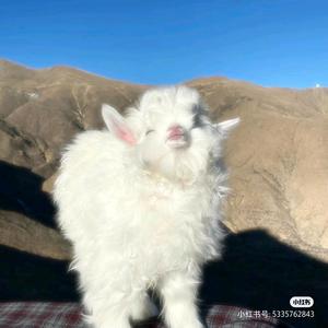 霖羊公举👑头像