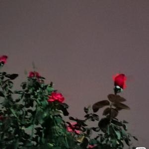 傻人有傻福鸭头像