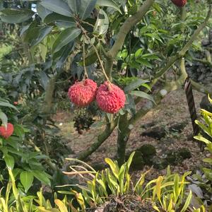 芳成，（Daniel）头像