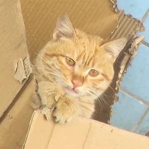 菜菜万事屋头像