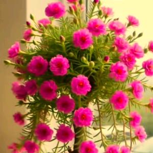 八月桂花香头像