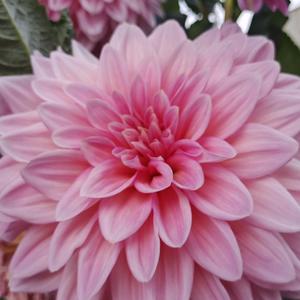 人生如茶🍵头像