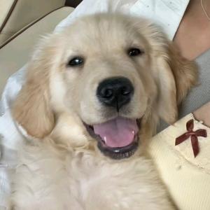 妞妞是个粘人精头像