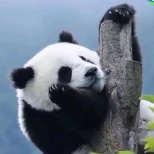 大宝头像