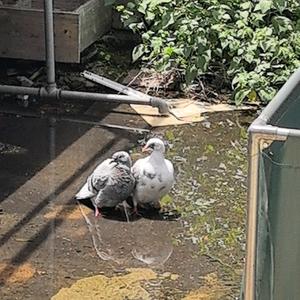 若凌风头像
