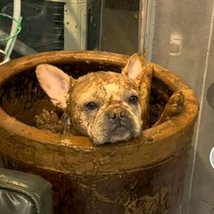 挨打要立正头像