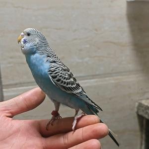 乖乖是个鸟头像