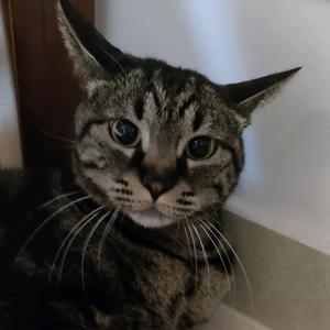 猫咪生活日记头像