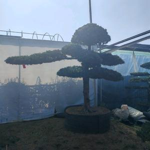 淮安苏锦园林头像