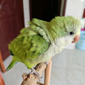 绿闪妞妞头像