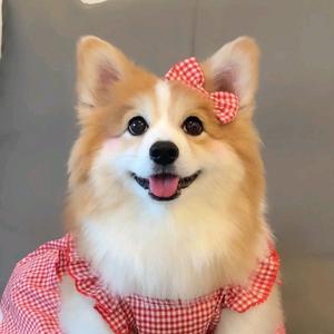 宠友圈萌宠头像