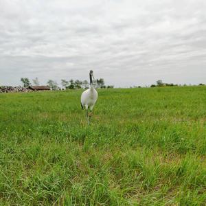 龙🐉年大吉头像