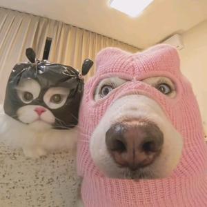 肥成的Moments³⁺头像