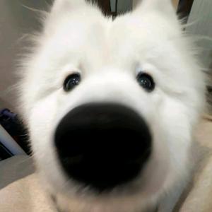 不要久头像